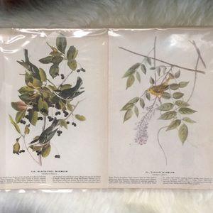 1940 Audubon Bird Prints (4 in a set)